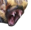 A tightly-cropped close-up of a bat's head, mouth as wide open as possible in a scream, with fangs exposed